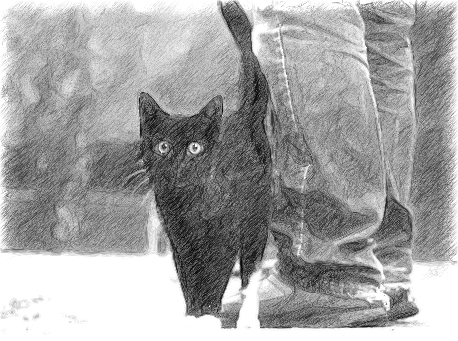 Кошка